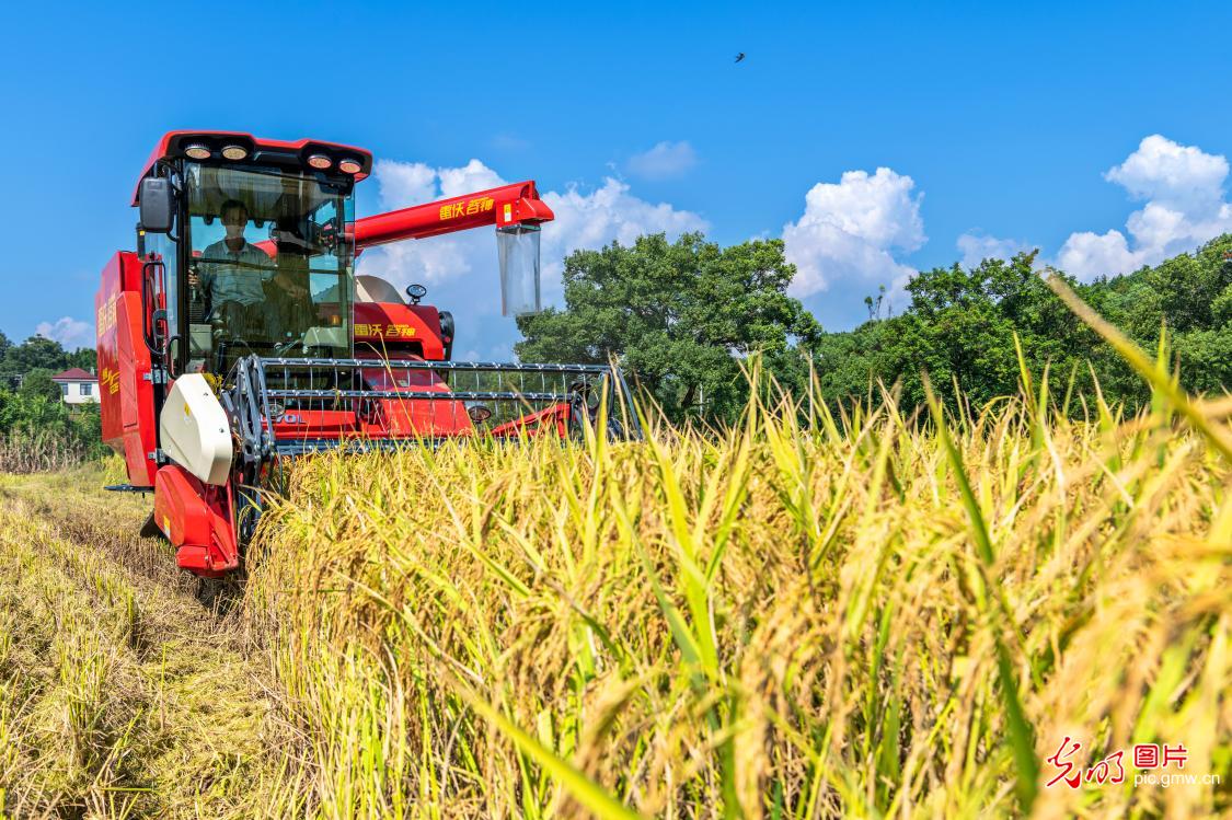 抢收中稻 颗粒归仓