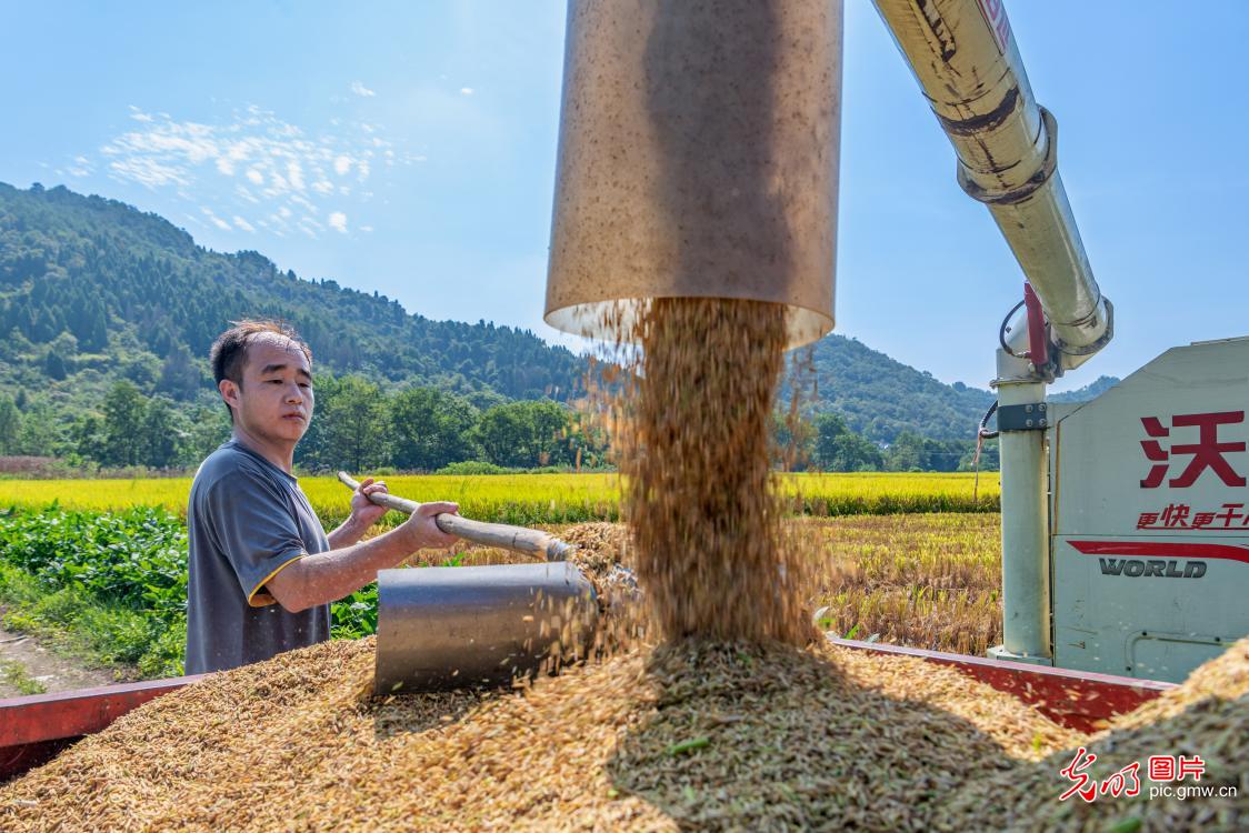 抢收中稻 颗粒归仓