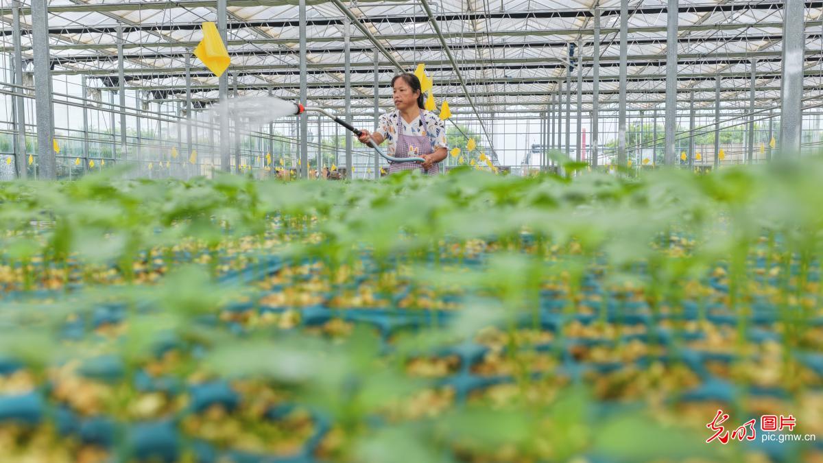 金秋嫁接忙 “苗”绘新希望