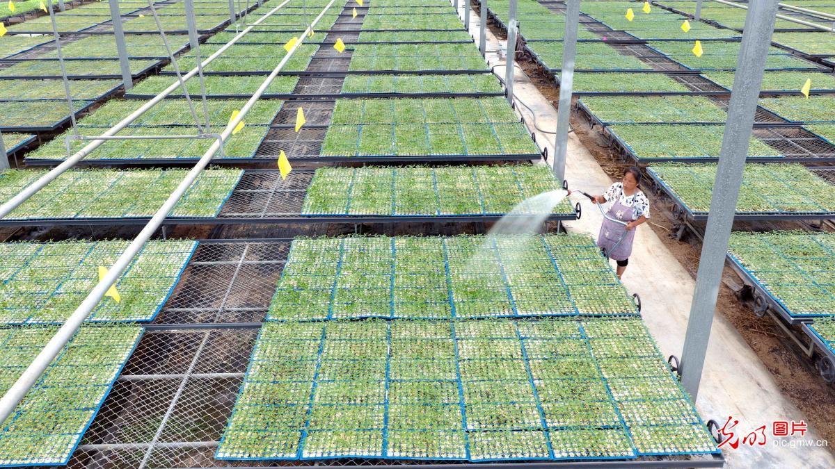 金秋嫁接忙 “苗”绘新希望