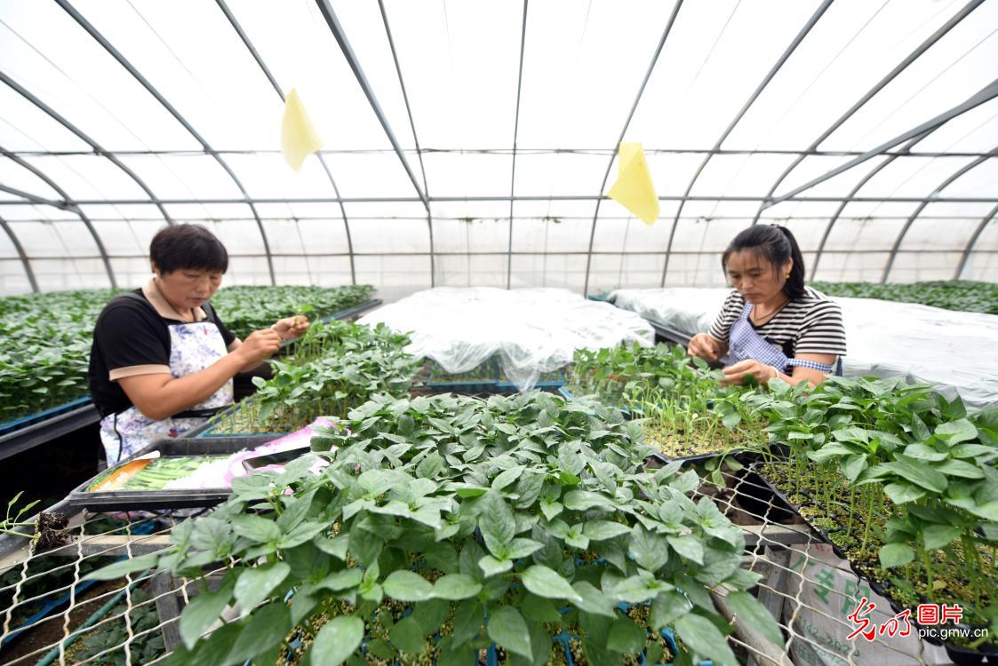 金秋嫁接忙 “苗”绘新希望