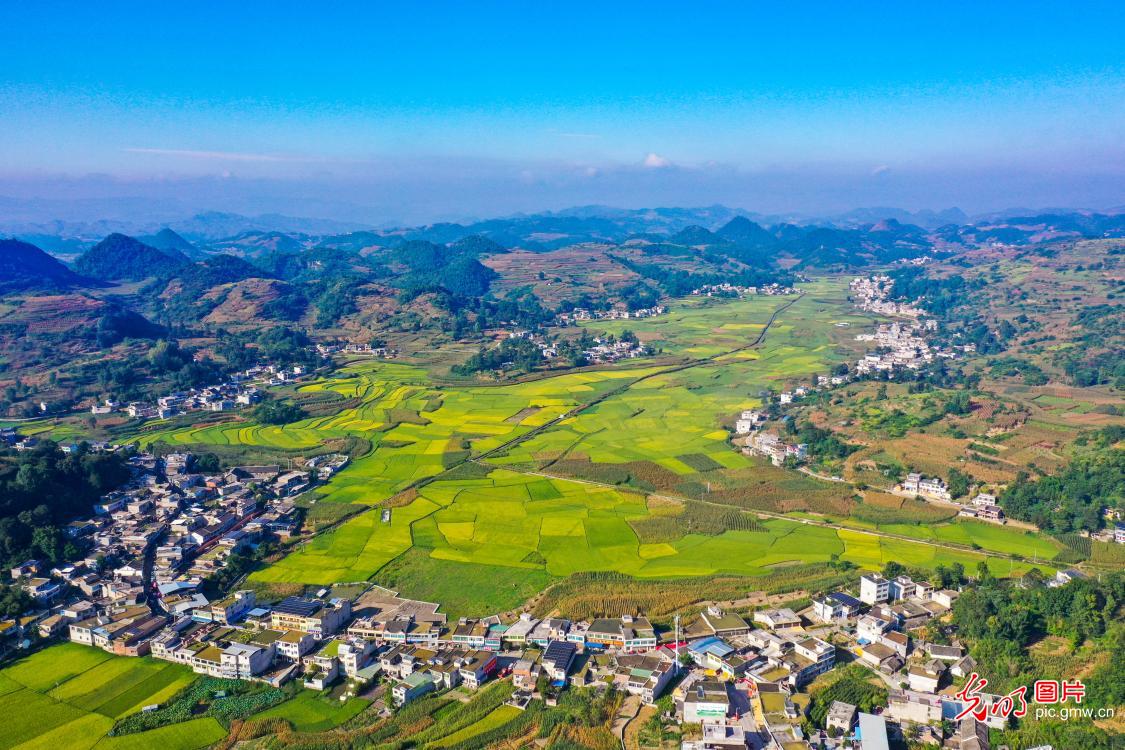 初秋田园好“丰”景