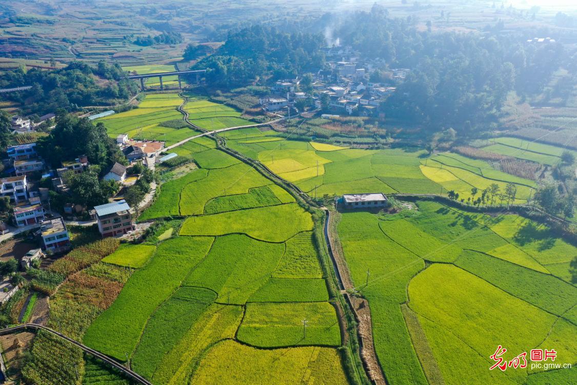 初秋田园好“丰”景