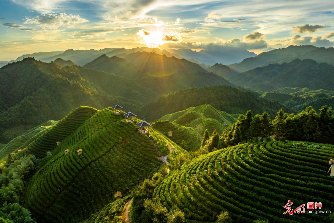 高山茶园晨景美