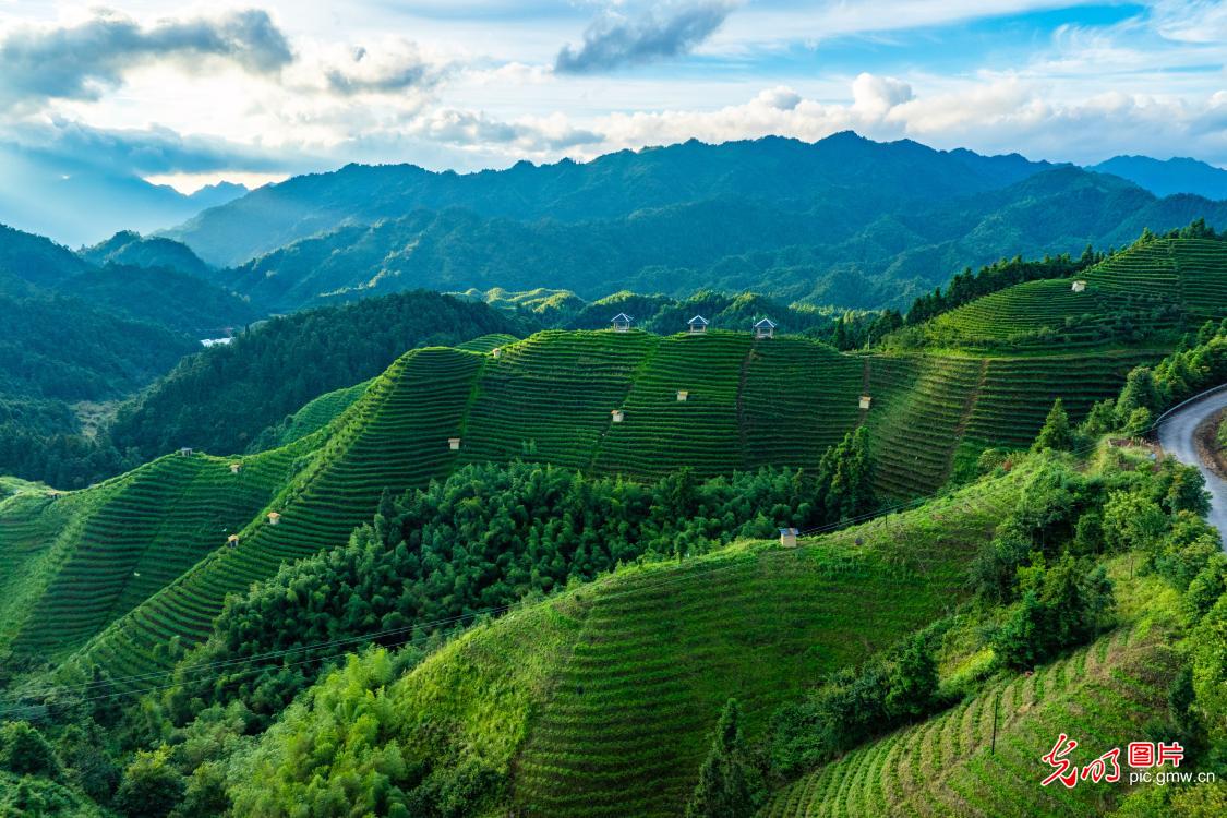 高山茶园晨景美