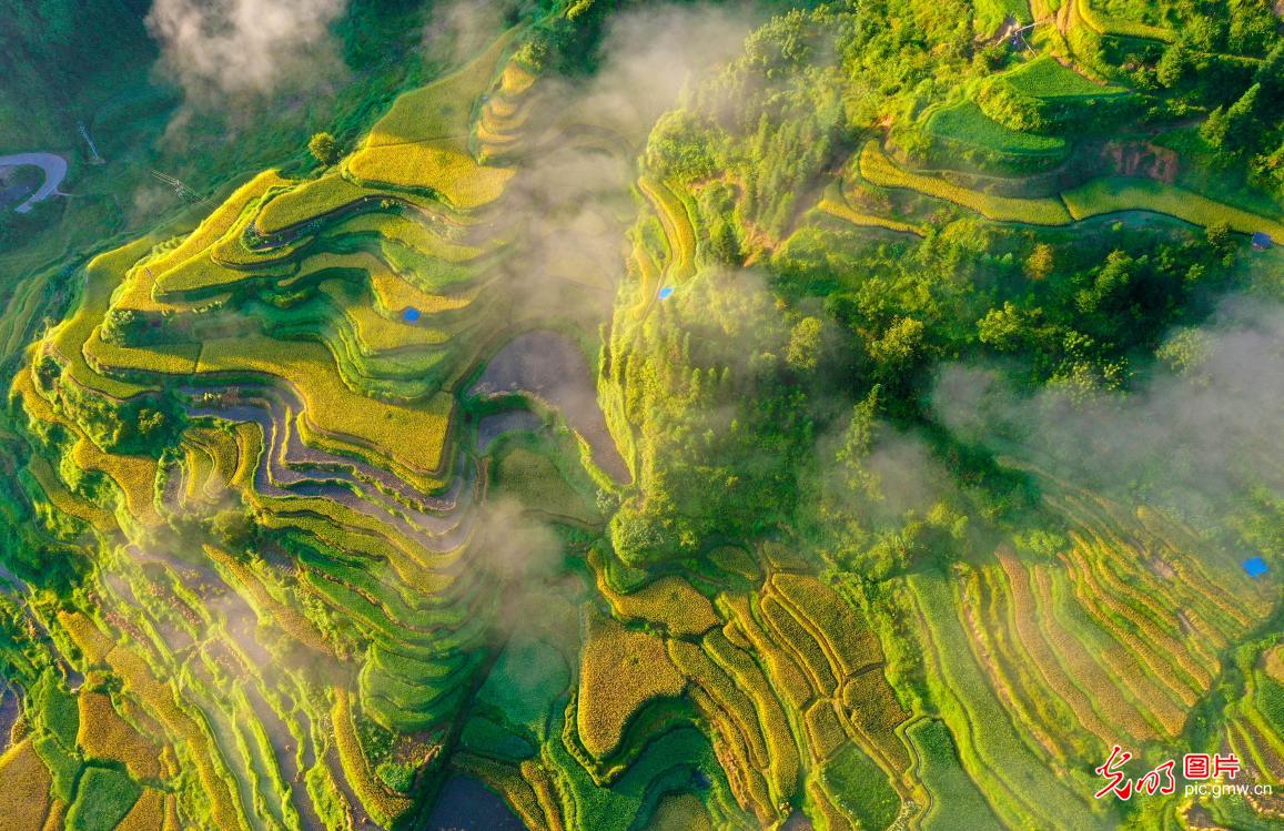 稻香谷黄梯田美