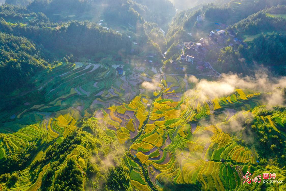 稻香谷黄梯田美