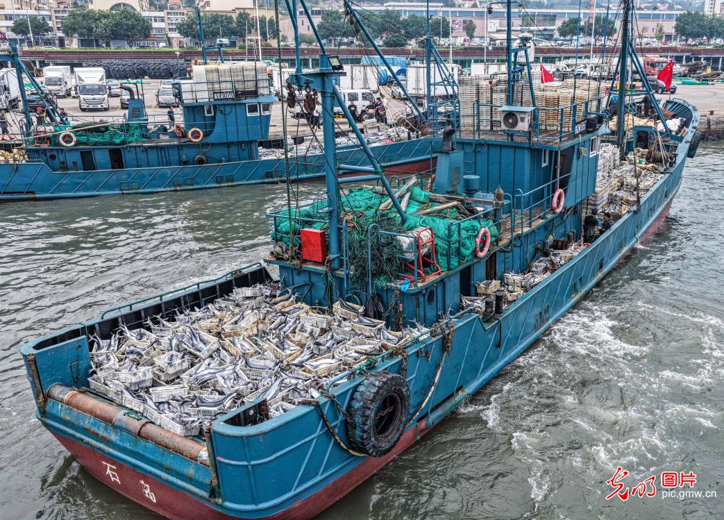 秋捕归来鱼满舱
