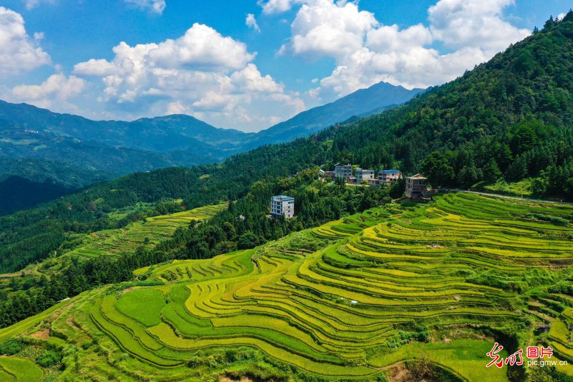 稻谷飘香梯田美