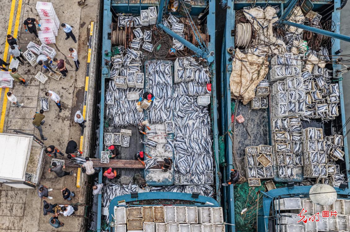 秋捕归来鱼满舱