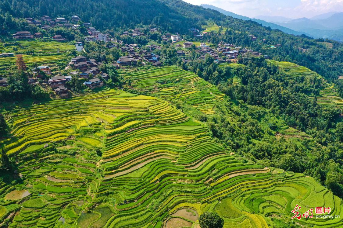 稻谷飘香梯田美