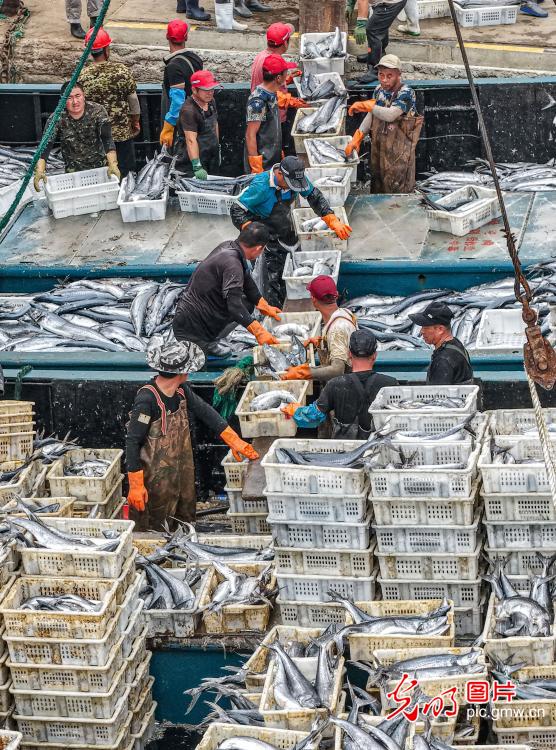 秋捕归来鱼满舱