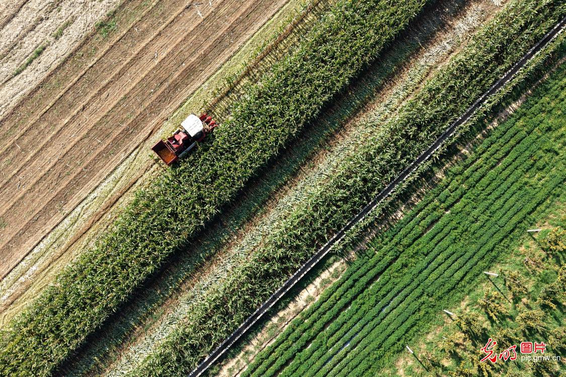 秋收好“丰”景