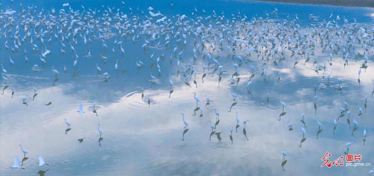 鄱阳湖湿地生态美 白鹭翩翩舞