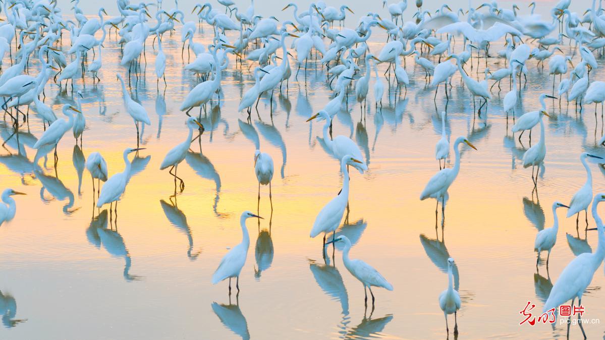 鄱阳湖湿地生态美 白鹭翩翩舞