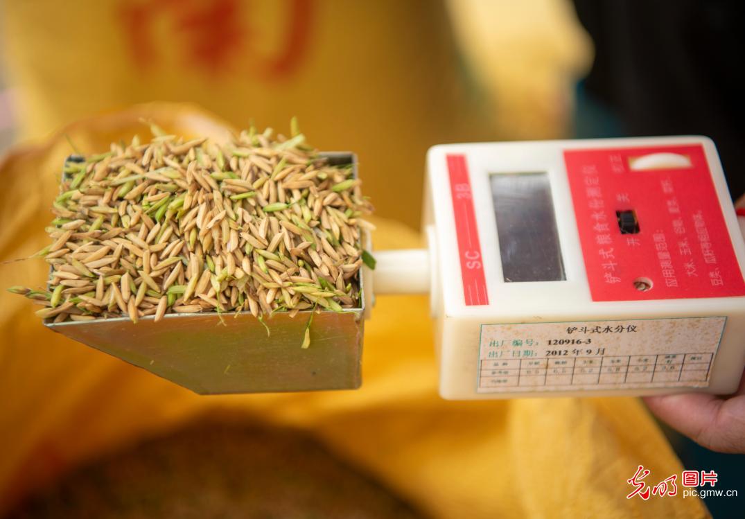 海南琼海再生稻试种成功