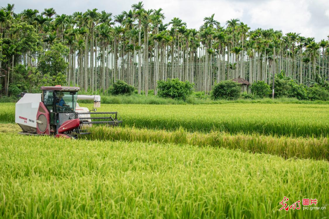 海南琼海再生稻试种成功
