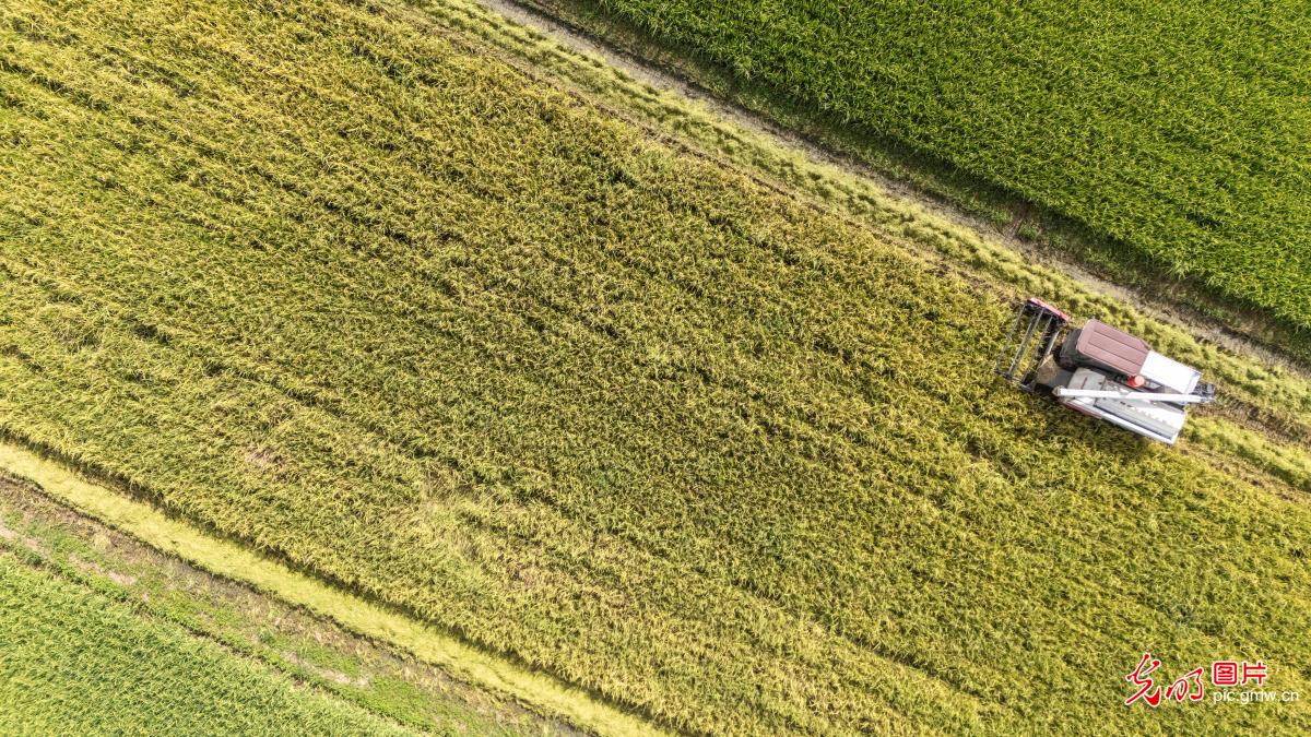 海南琼海再生稻试种成功