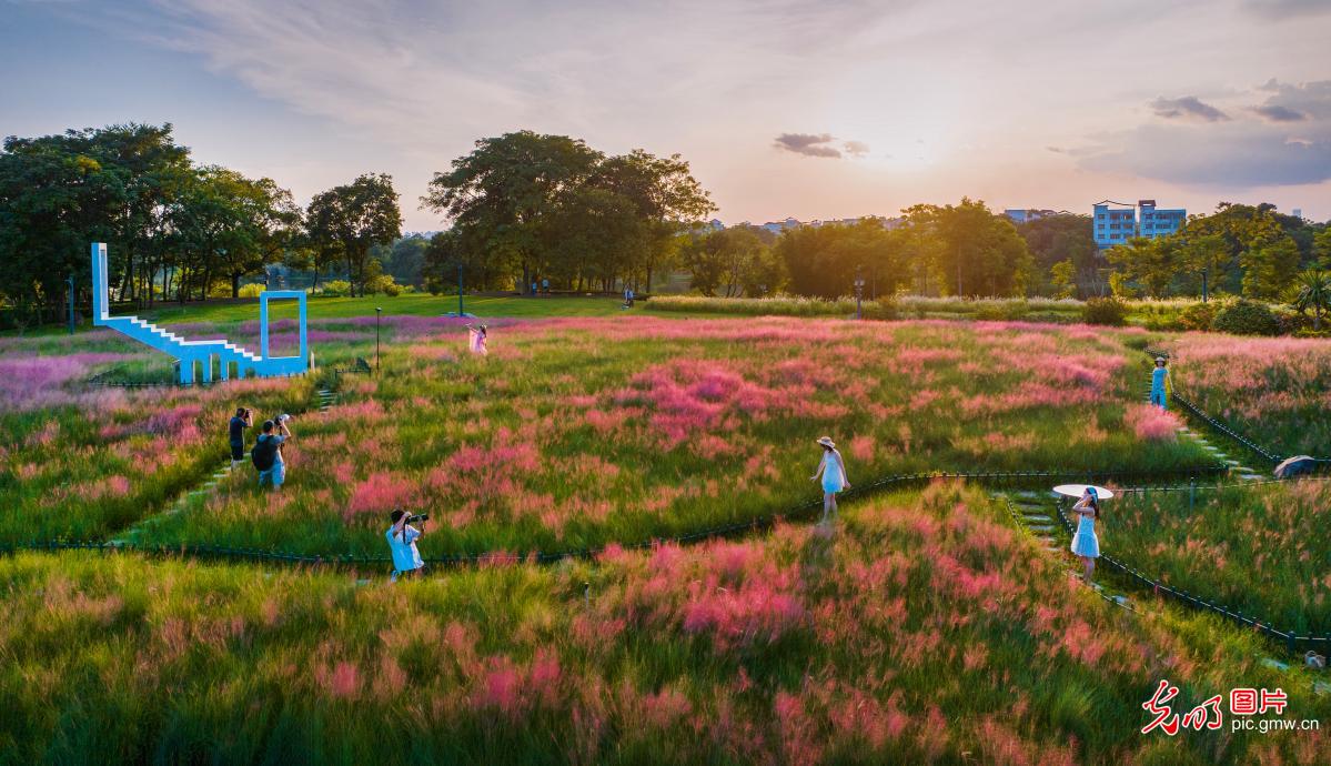 粉黛花海迎客来