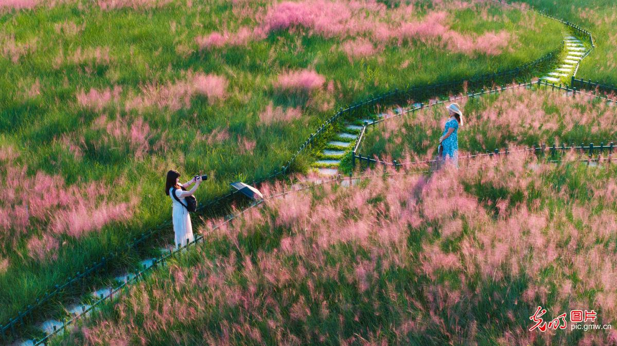 粉黛花海迎客来