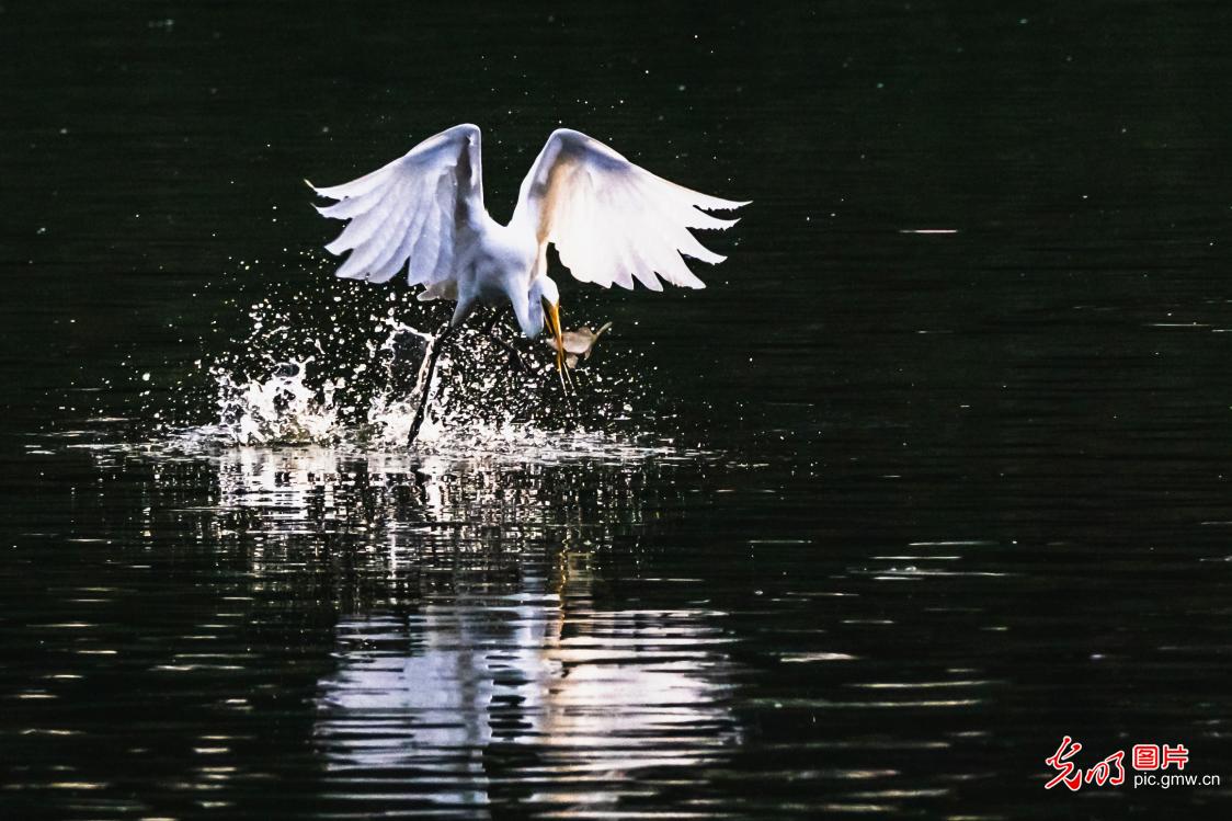 白露至 荣成桑沟湾白鹭绘生态画卷