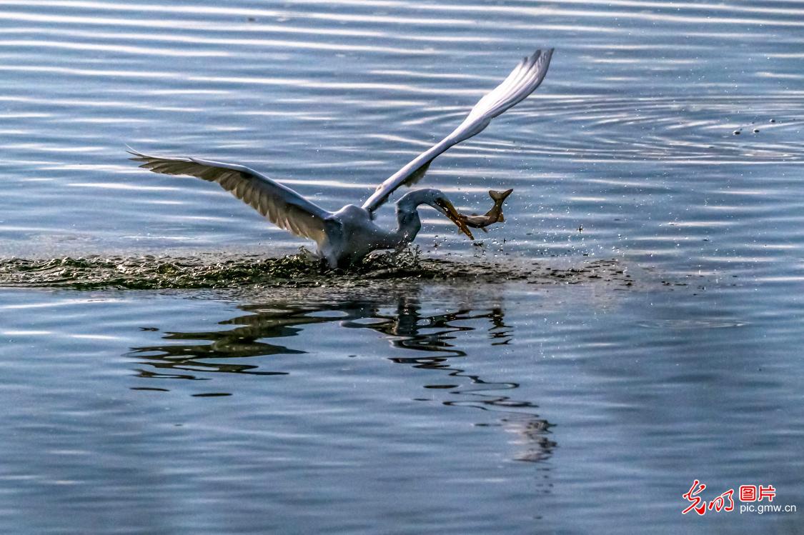 白露至 荣成桑沟湾白鹭绘生态画卷