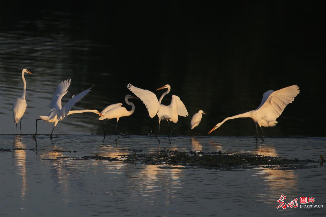 白露至 荣成桑沟湾白鹭绘生态画卷