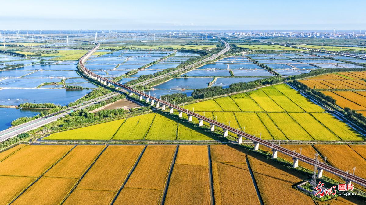 稻谷金黄 丰收在望