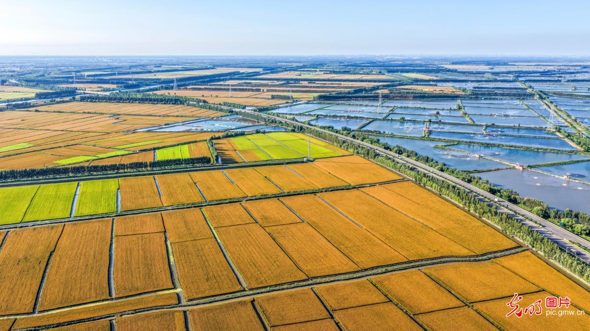 稻谷金黄 丰收在望