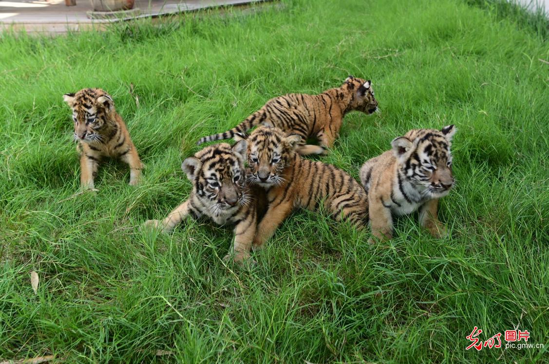 东北虎家族添“新丁”