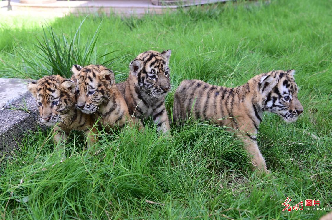 东北虎家族添“新丁”