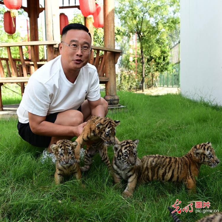 东北虎家族添“新丁”