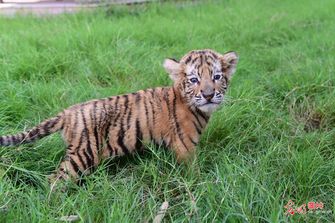 东北虎家族添“新丁”