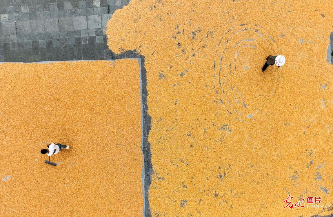 金秋大地铺展丰收新画卷