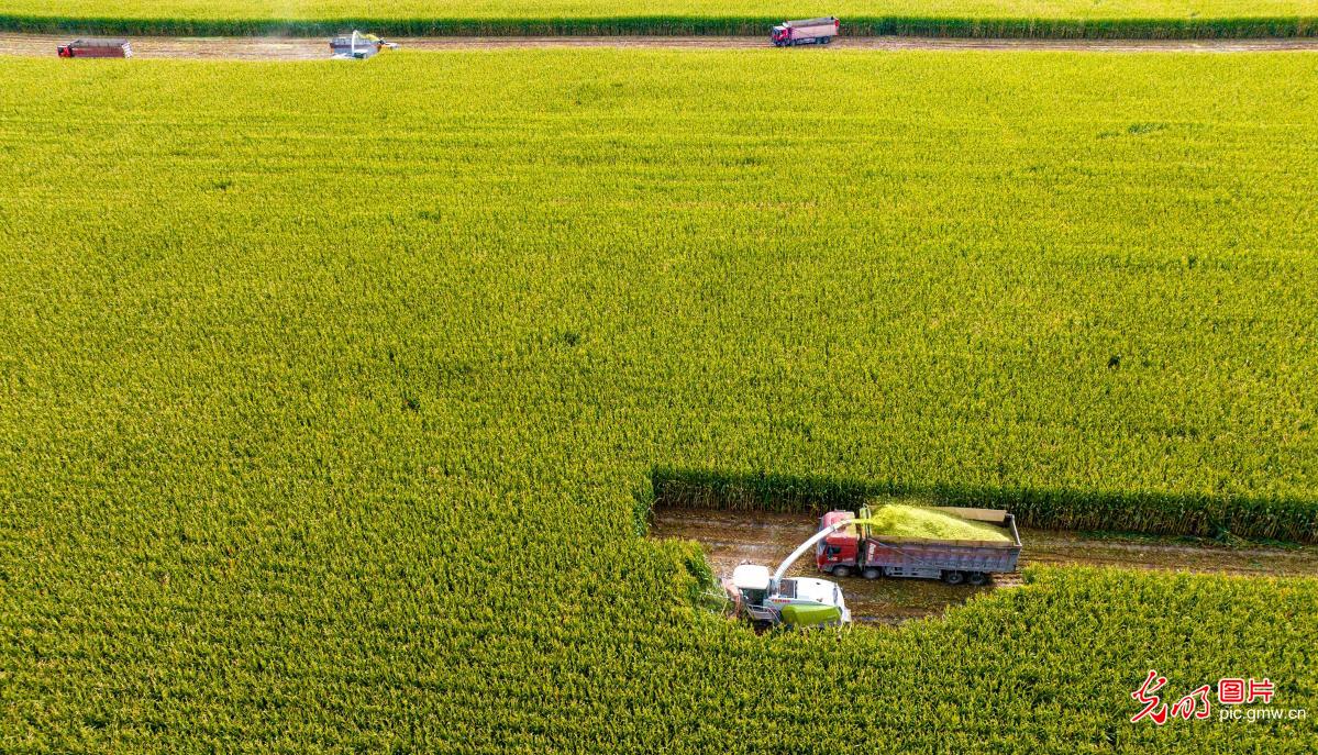 金秋大地铺展丰收新画卷