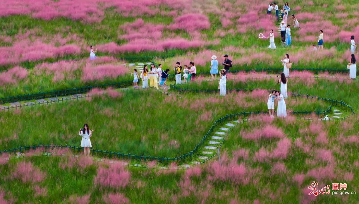 粉黛花海醉游人