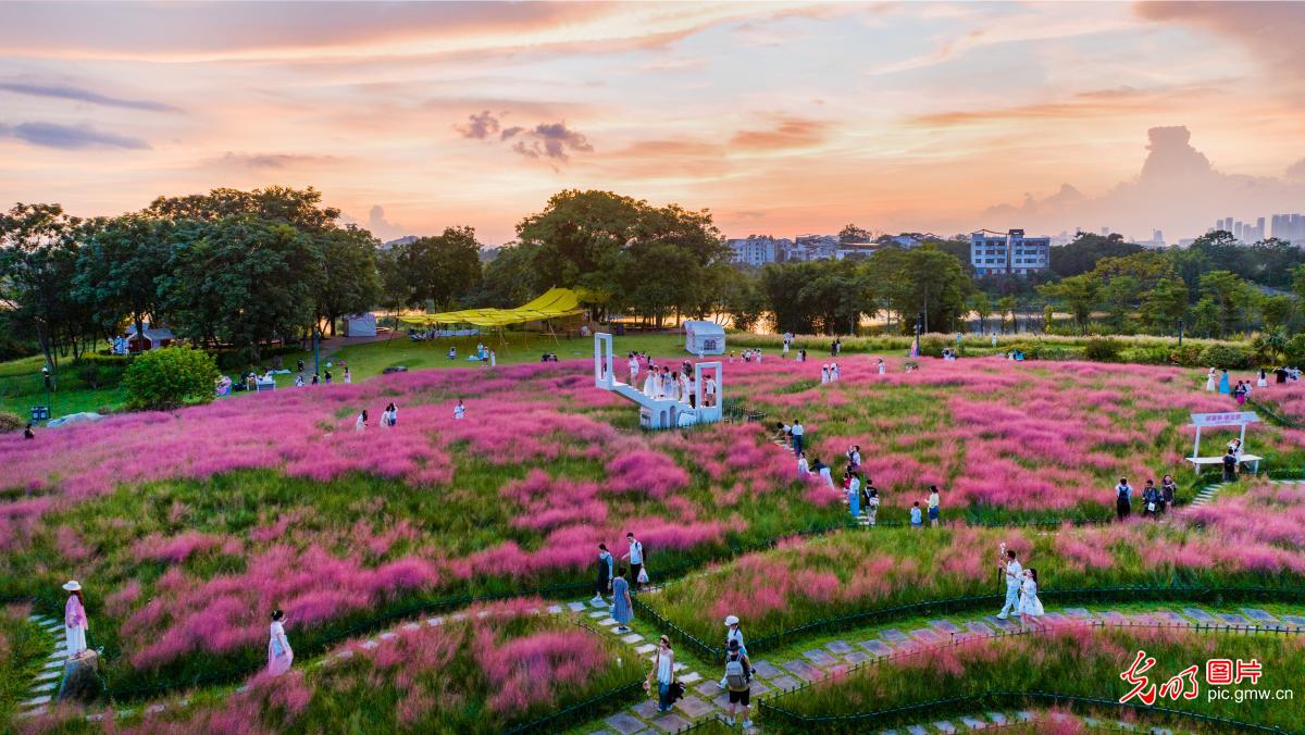 粉黛花海醉游人