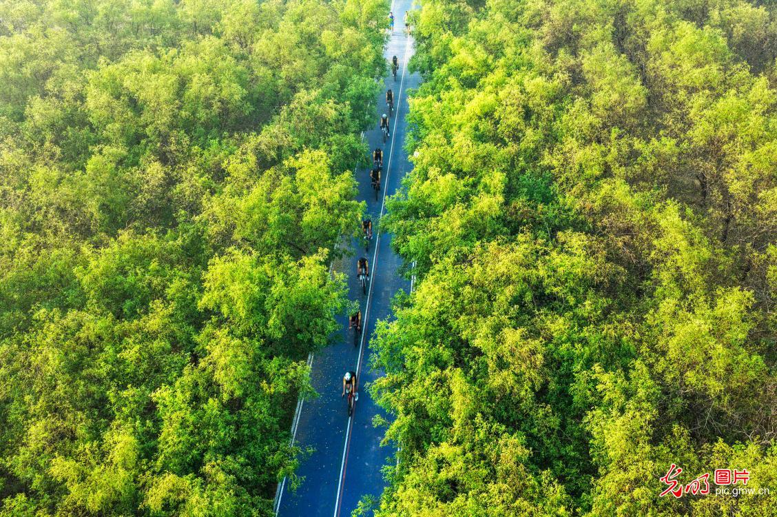 世界骑行日：车轮转动间 绘就低碳新图景