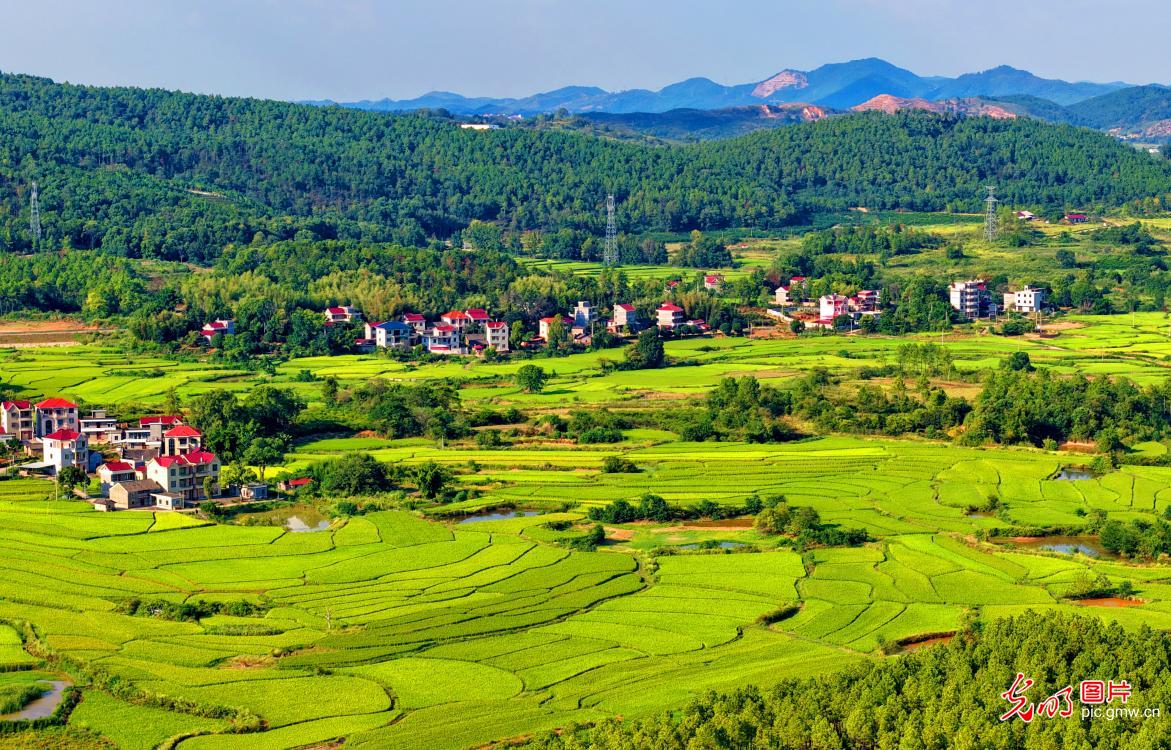 晚稻渐黄 “丰”景愈浓