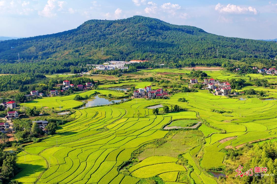 晚稻渐黄 “丰”景愈浓