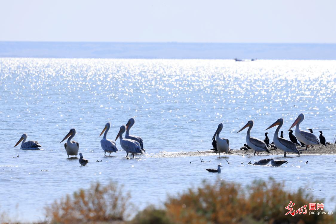 国家一级野生保护动物鹈鹕现身新疆乌伦古湖