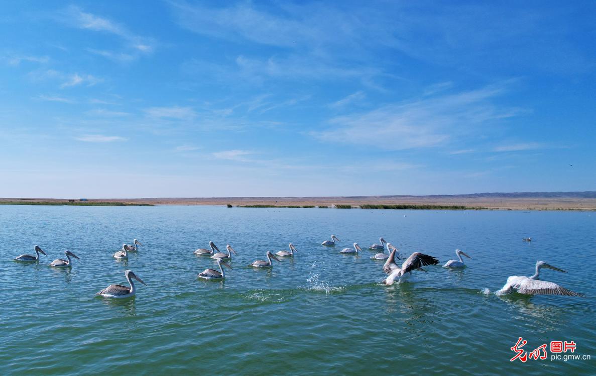 国家一级野生保护动物鹈鹕现身新疆乌伦古湖