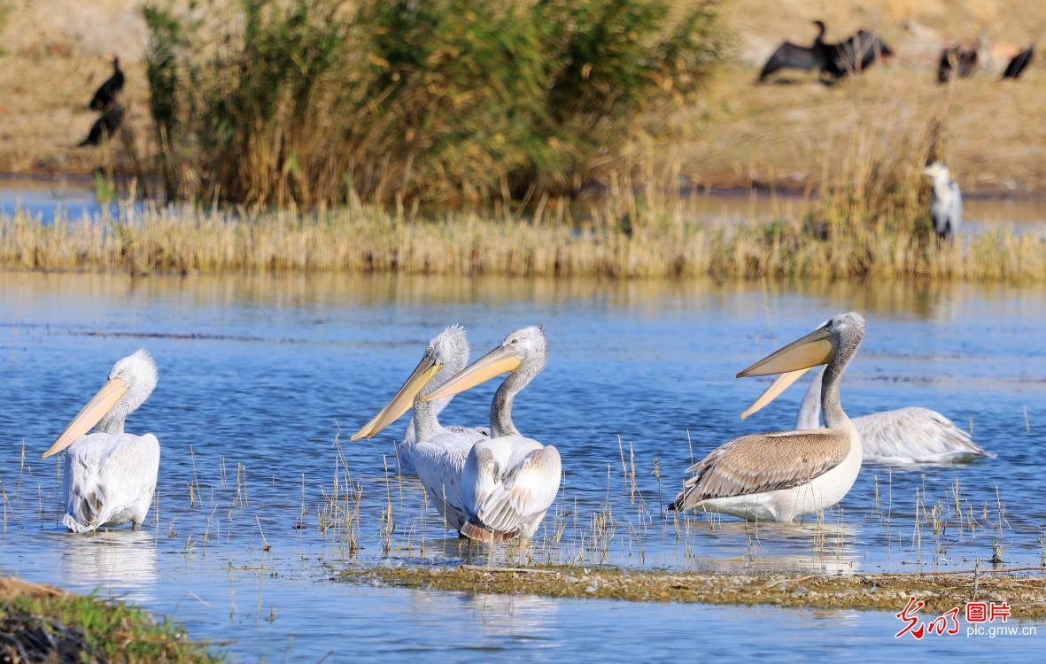 国家一级野生保护动物鹈鹕现身新疆乌伦古湖