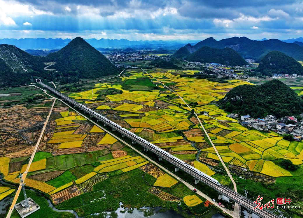稻谷飘香绘“丰”景