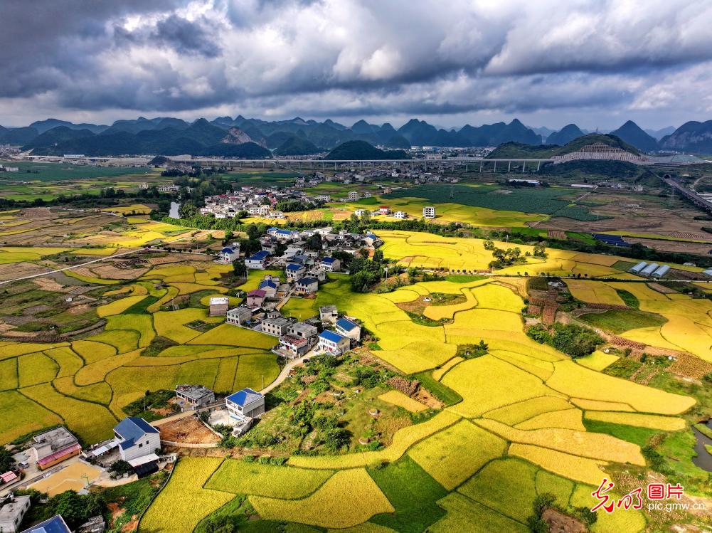 稻谷飘香绘“丰”景