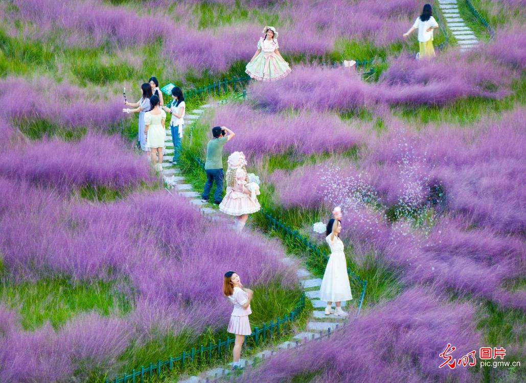 粉黛花海游人如潮