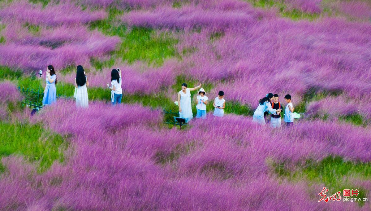 粉黛花海游人如潮