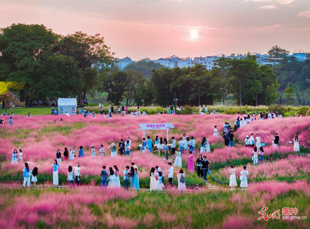 粉黛花海游人如潮