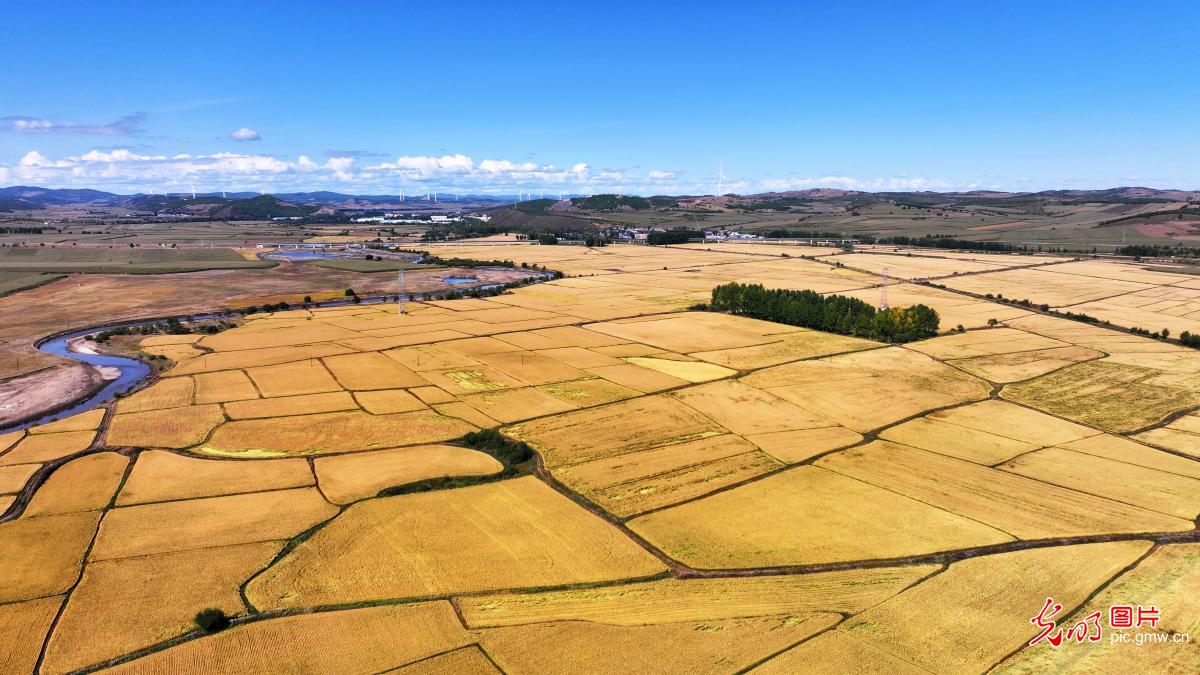 金秋时节“丰”景美