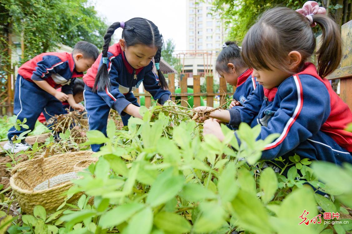 趣味游戏迎丰收 劳动教育润童心